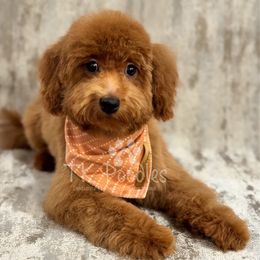 Ivory - Red  male Poodle puppy in Belleville, New Jersey from TK Poodles