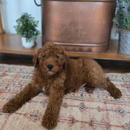 Red collar - Red male Bernedoodle puppy in Tom's Brook, Virginia from rising sun duck tollers