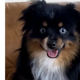 Aussiedoodles, Cavapoos, Miniature Australian Shepherds, and Toy Australian Shepherds from Copper Lane Aussies, Doodles & Cavapoos