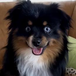 Aussiedoodles, Cavapoos, Miniature Australian Shepherds, and Toy Australian Shepherds from Copper Lane Aussies, Doodles & Cavapoos