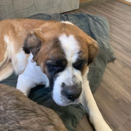 Saint Bernards from Strahan Saints in Montana