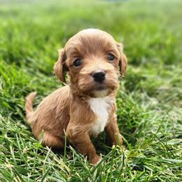 Ore - Red  male Goldendoodle puppy in Grand Junction, Colorado from QP Doodles