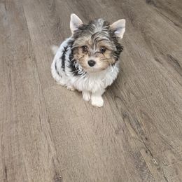 Yorkshire Terrier Puppies from Wild Azalea Yorkies on FB