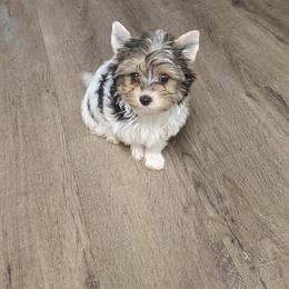 Yorkshire Terrier Puppies from Wild Azalea Yorkies on FB