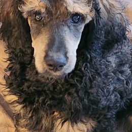 Poodle Puppies from Savvy and Friends, LLC