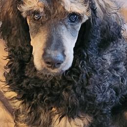 Poodle Puppies from Savvy and Friends, LLC