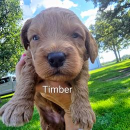 Timber - Red  male Goldendoodle puppy in Red Oak, Iowa from Fisher Pups-Stay Golden with a Doodle
