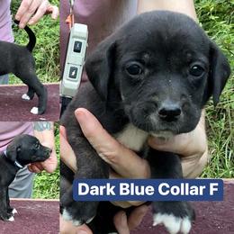 Brindle F Blue - Brindle female Mountain Cur puppy in Georgetown, Ohio from Walnut Ridge Mountain Curs