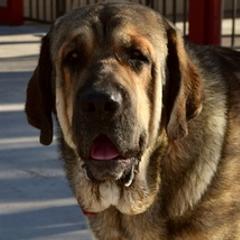 Spanish Mastiffs from Rancho 2R LLC