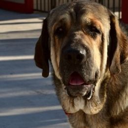 Spanish Mastiffs from Rancho 2R LLC