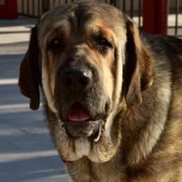 Spanish Mastiffs from Rancho 2R LLC