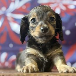 Cassia - Cream female Dachshund puppy in Pflugerville, Texas from Dream A Dream Dachshunds