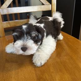 Miniature Schnauzer All Grown Up from Happy bearded schnauzers