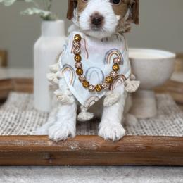 Banana - Parti female Goldendoodle puppy in Yuciapa, California from AlltheDoodlez_