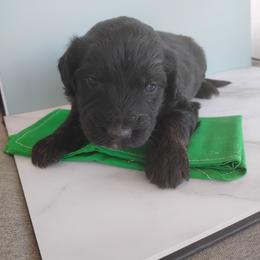 Bo - Black tri-color male Aussiedoodle puppy in Apache Junction, Arizona from Loving Doodle