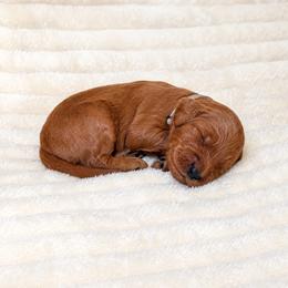 F1B Goldendoodle Bay - Red  male Goldendoodle puppy in Redding, California from Casa Delarosa Collective Poodles & Doodles