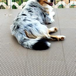 Australian Shepherd Puppies from Raining Ice Kennels/program on hold