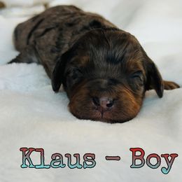 Klaus - Merle male Bernedoodle puppy in Sherman, Illinois from Shirl Doodle Life