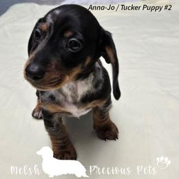 Anna-jo and Tucker Puppy 2 - Dapple male Dachshund puppy in Anamosa, Iowa from Melsh Precious Pets