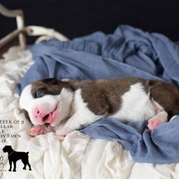 Boxer Puppies from Hawk Creek Boxers