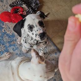 Luna (LUA Black spotted female) - White and black female Dalmatian puppy in Salem, Missouri from Paradise Spots Dalmatians