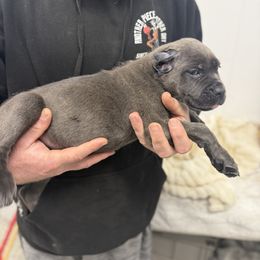 Yellow callor - Gray brindle female Cane Corso puppy in Morgan Hill, California from Corso Empire