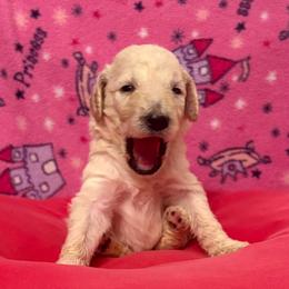 Athena - Cream female Poodle puppy in Petal, Mississippi from Petal Poodles