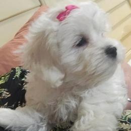 Sophie - White female Mal-Shi puppy in Halifax, Virginia from Sweetest Puppy 4 Me