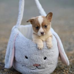 Boy 1 - Sable male Pembroke Welsh Corgi puppy in Ocala, Florida from Dolan Farms Corgis