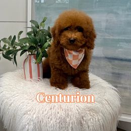 Centurion - Red  male Goldendoodle puppy in Buford, Georgia from Petite Posh Puppies