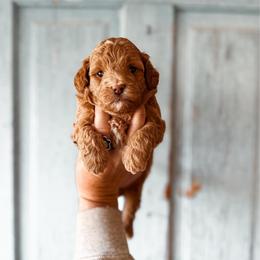 Cider - Red male Bernedoodle puppy in Shingle Springs, California from Kindred Oak Goldendoodles