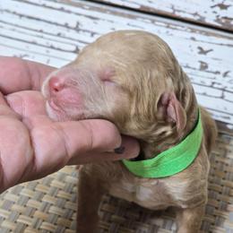 Wally - Apricot male Goldendoodle puppy in Austin, Texas from Austin Doodles & Poodles