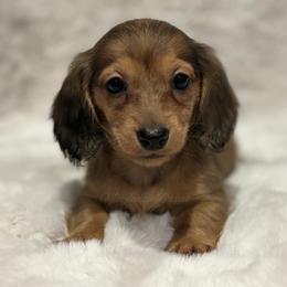 Purple Heart girl (dapple) - Dapple female Dachshund puppy in Chehalis, Washington from McJazzin Doxies