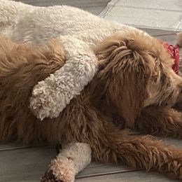Goldendoodles and Poodles from Knightsbane Standard Poodles