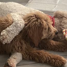 Goldendoodles and Poodles from Knightsbane Standard Poodles