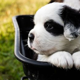 Saint Bernard Puppies from Minnie's Majestic Saints