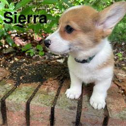 Sierra - Red female Pembroke Welsh Corgi puppy in Apison, Tennessee from Ashmore Corgis