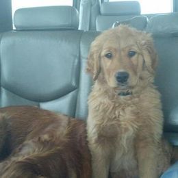 Golden Retriever Puppies from HighRoller Golden Retrievers