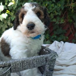 Toby - Labradoodle puppy in Atascadero, California from Classic Poodles and Doodles