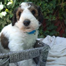 Toby - Labradoodle puppy in Atascadero, California from Classic Poodles and Doodles
