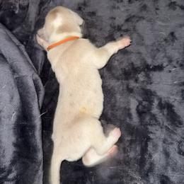 Orange collar - Mantle male Great Dane puppy in Loris, South Carolina from Days Danes