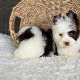 Splash - Chocolate, tan and white male Yorkshire Terrier puppy in Hardin, Texas from Katrinas puppies