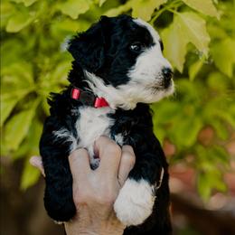 Cherry - Black and white male Sheepadoodle puppy in Patterson, California from Dooling Doodles