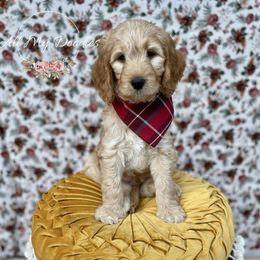 Goldendoodle Puppies from All My Doodles