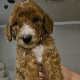 Boy 1 black - Goldendoodle puppy in Schertz, Texas from Kat's Teddydoodles