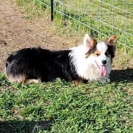 Thor - Pembroke Welsh Corgi
