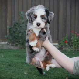 Diamond - Blue merle female Bernedoodle puppy in Eagle Mountain, Utah from Fur Real Puppies.