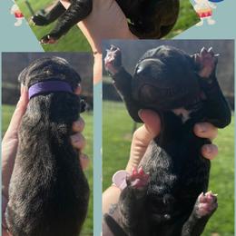 Exhaust - Brindle male Great Dane puppy in Wellsville, New York from Prophecy Danes