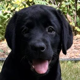 Yellow Collar - Black female Labrador Retriever puppy in Madison, Wisconsin from Meritrust Labradors