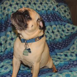 Pug All Grown Up from Loda's Pugs